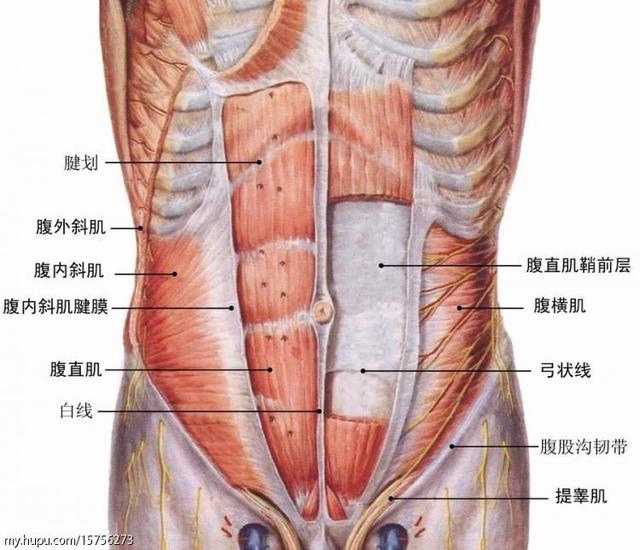 一休運動心得分享 想要有六塊肌 腹肌到底需不需要單獨鍛練 一休陪你一起愛瘦身